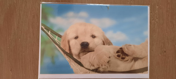 Wenskaart hond in hangmat